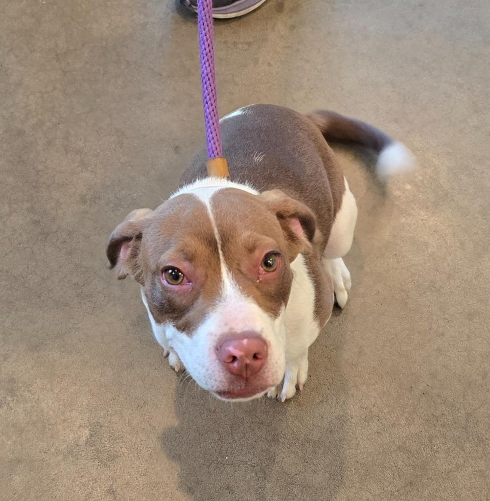 Enlarge Leroy, a Adoptable mixed breed in Murphysboro, IL image 2/6