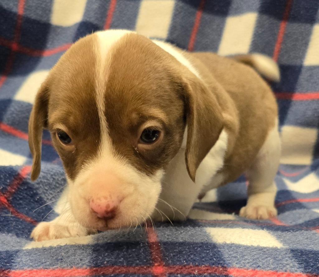 Enlarge Leroy, a Adoptable mixed breed in Murphysboro, IL image 3/6