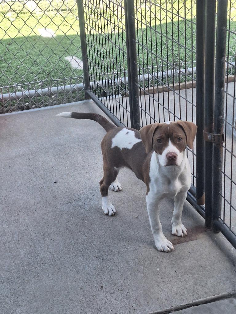 Enlarge Leroy, a Adoptable mixed breed in Murphysboro, IL image 4/6