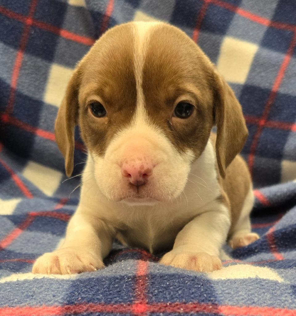 Enlarge Leroy, a Adoptable mixed breed in Murphysboro, IL image 5/6