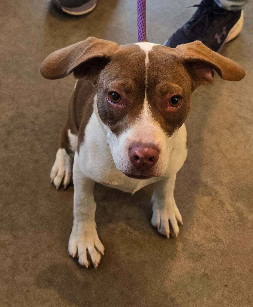 Enlarge Leroy, a Adoptable mixed breed in Murphysboro, IL image 6/6