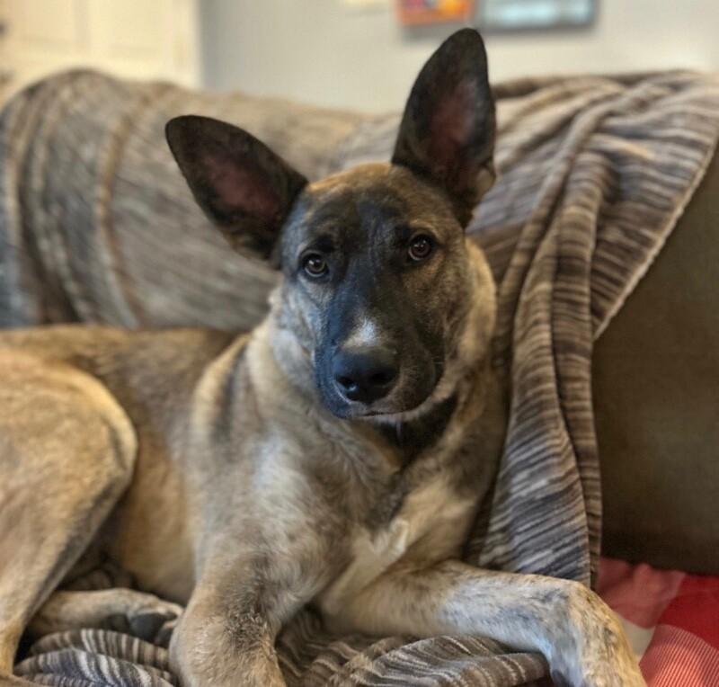 Auggie (Augustus), Adoptable, Young Male Shepherd & Mixed Breed.