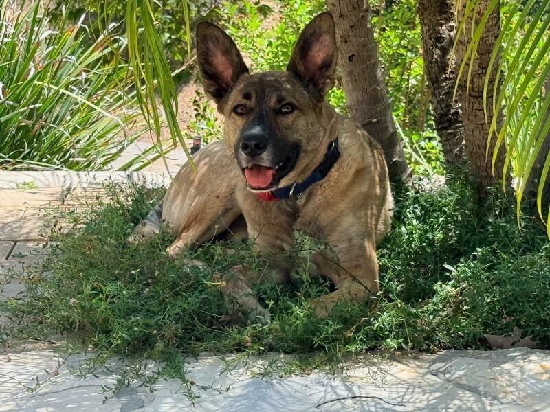 Auggie (Augustus), a Adoptable mixed breed in Van Nuys, CA image 2/6