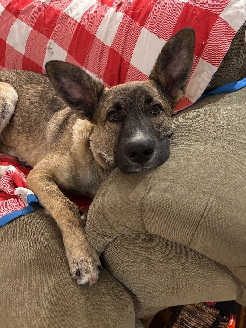 Auggie (Augustus), Adoptable, Puppy Male Shepherd & Mixed Breed.