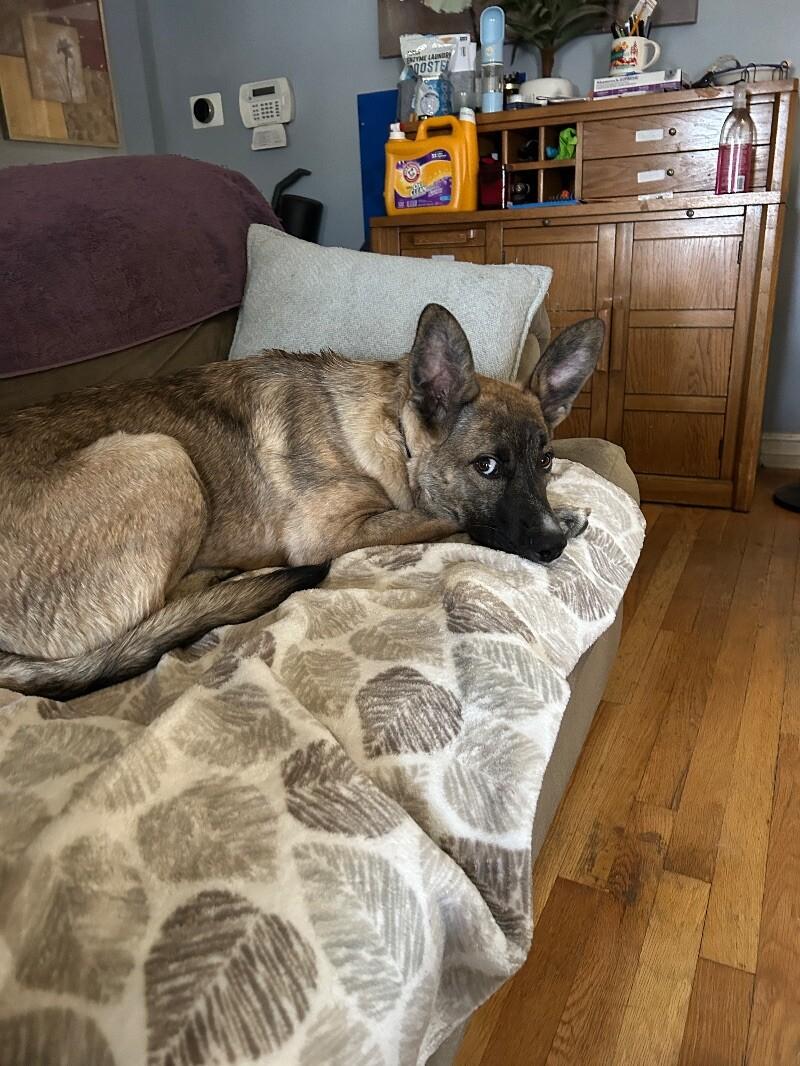 Auggie (Augustus), a Adoptable mixed breed in Van Nuys, CA image 2/6