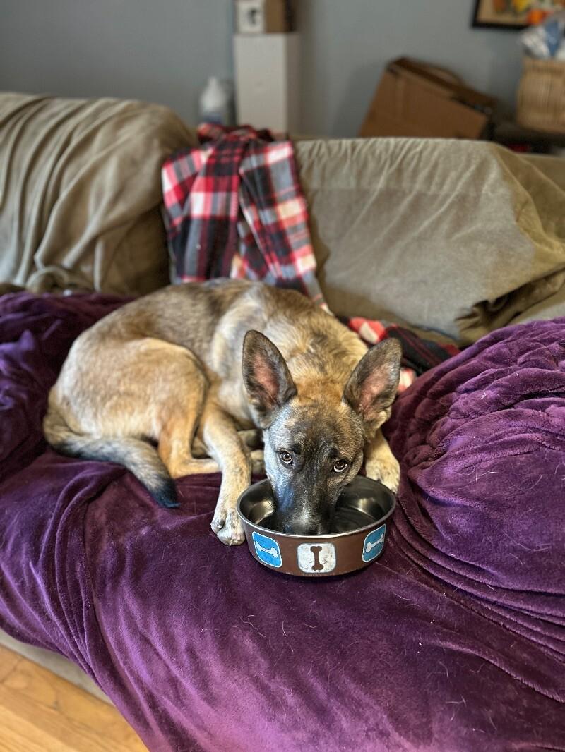 Auggie (Augustus), a Adoptable mixed breed in Van Nuys, CA image 3/6