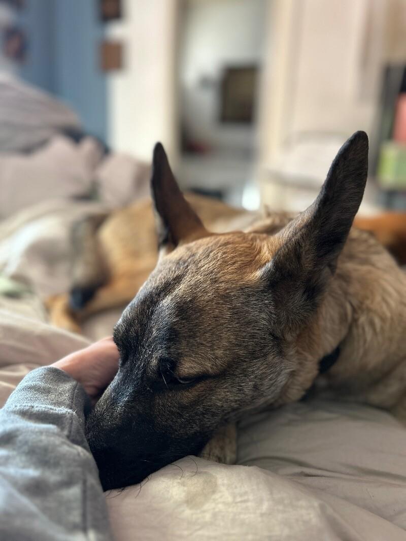 Auggie (Augustus), Adoptable, Young Male Shepherd & Mixed Breed.