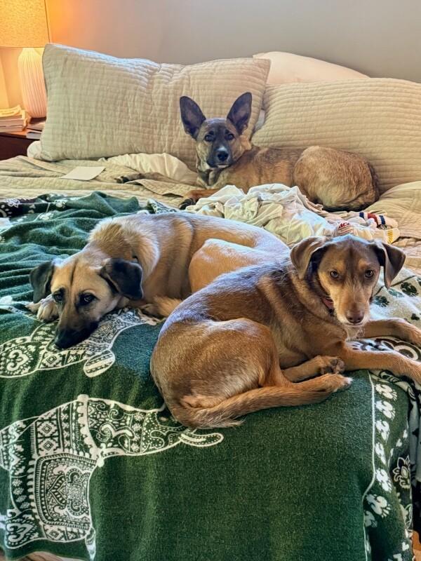 Enlarge Auggie (Augustus), a Adoptable mixed breed in Van Nuys, CA image 1/6