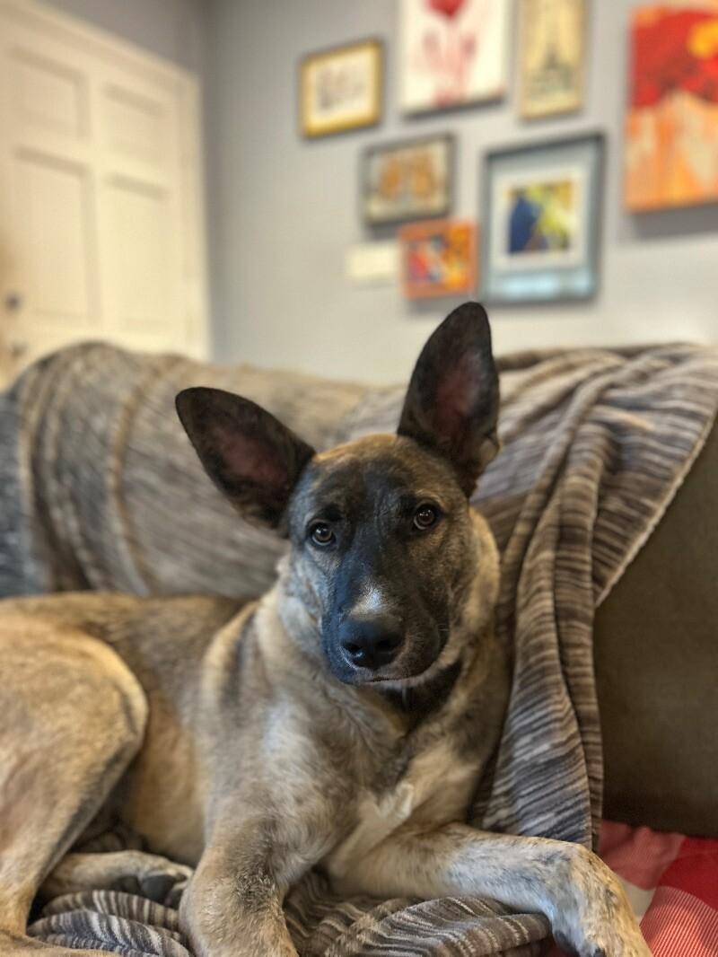 Auggie (Augustus), a Adoptable mixed breed in Van Nuys, CA image 5/6