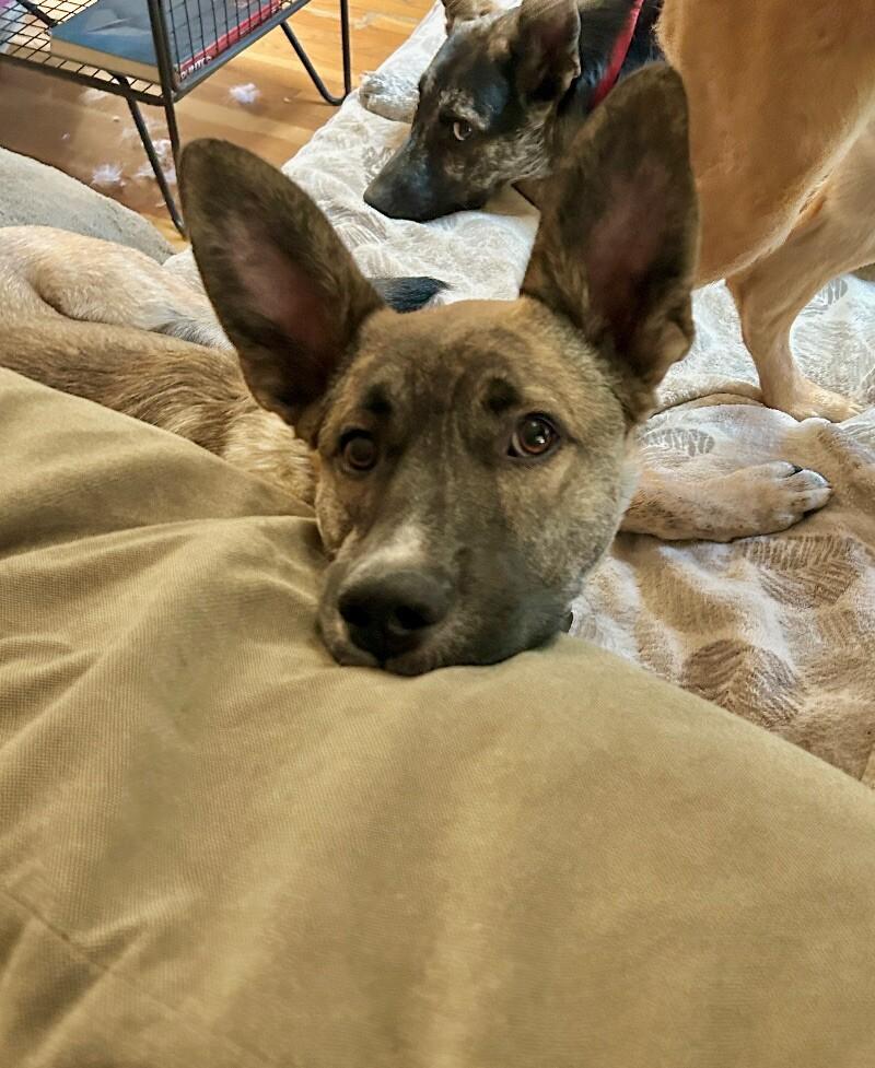 Auggie (Augustus), a Adoptable mixed breed in Van Nuys, CA image 6/6