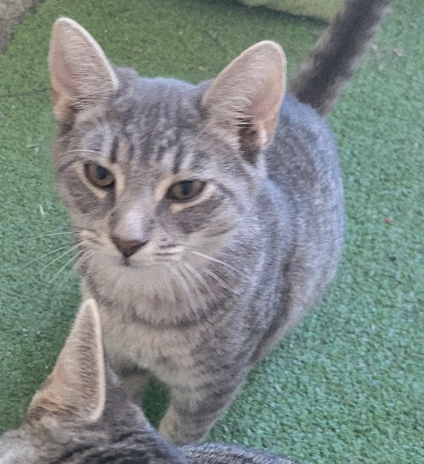 Pierogi, ADOPTABLE, Kitten Male Tabby.