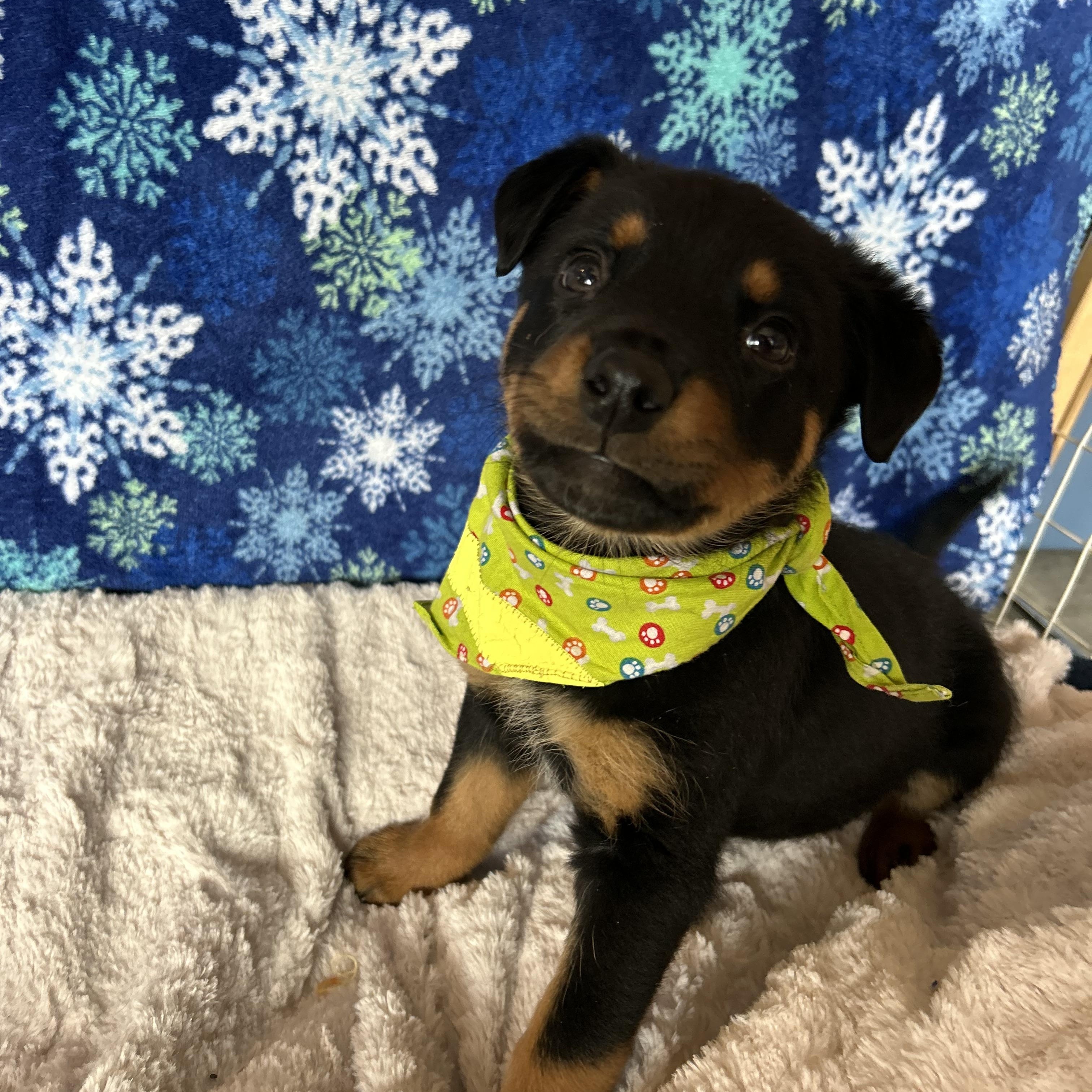Athena, Adoptable, Puppy Female Shepherd & Rottweiler.