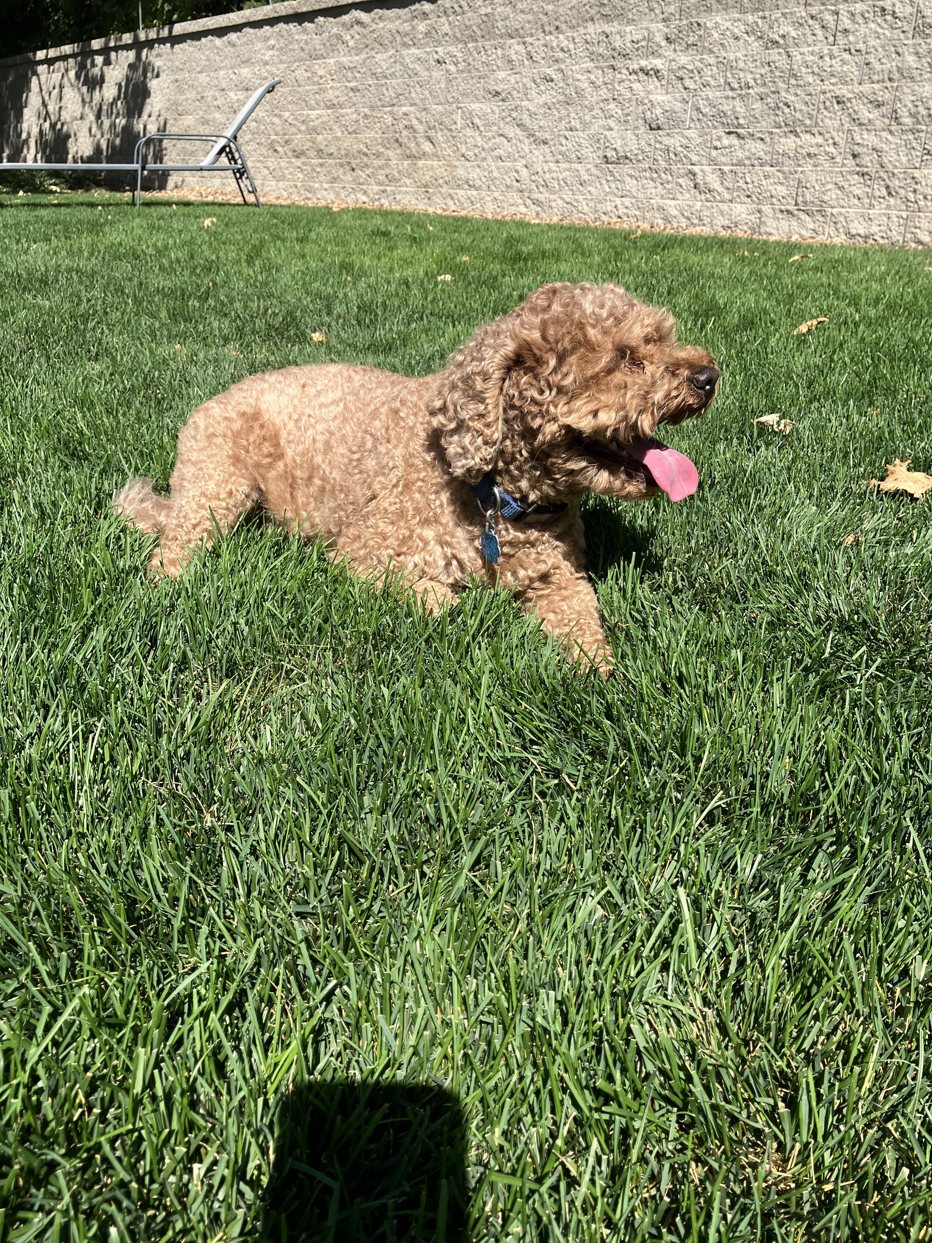 Kita, an adoptable Goldendoodle in Torrey, UT, 84775 | Photo Image 2