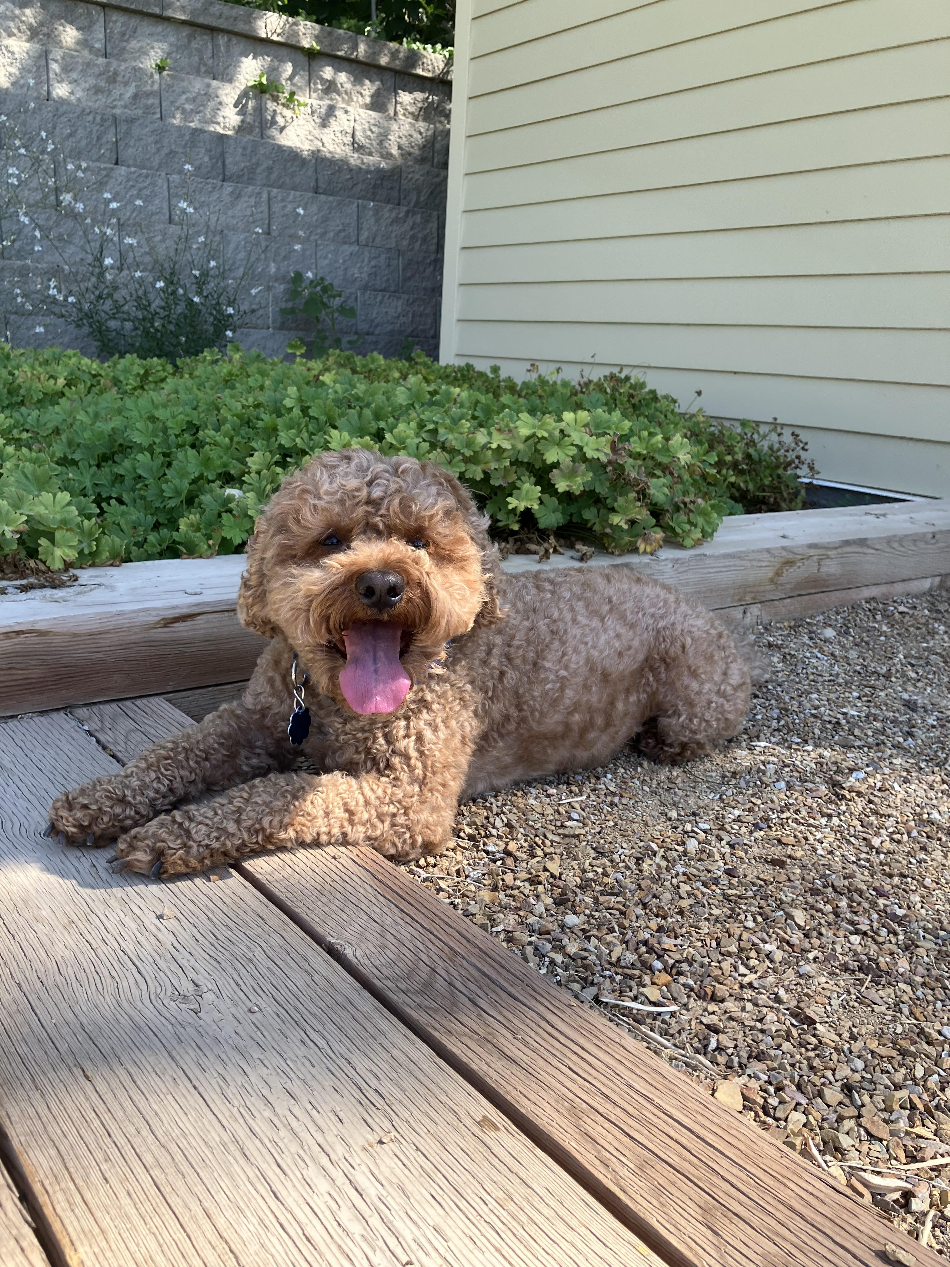 Kita, an adoptable Goldendoodle in Torrey, UT, 84775 | Photo Image 1