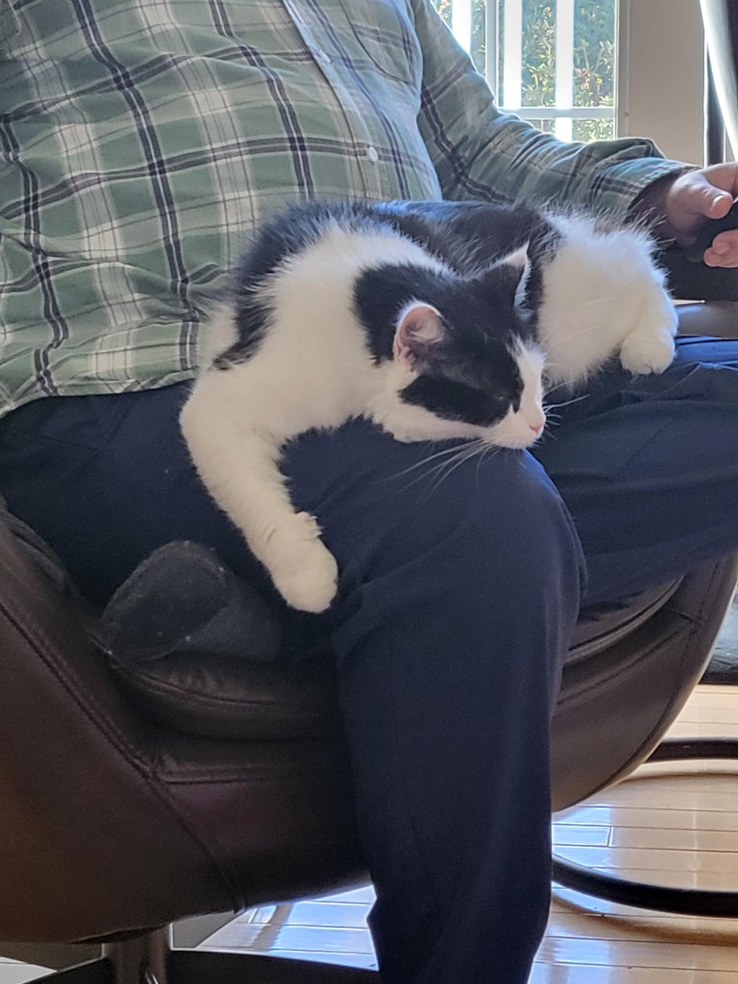 Enlarge Cleo (Cleopatra the Beauty Queen), a ADOPTABLE Domestic Medium Hair in Wilmington, NC image 6/6