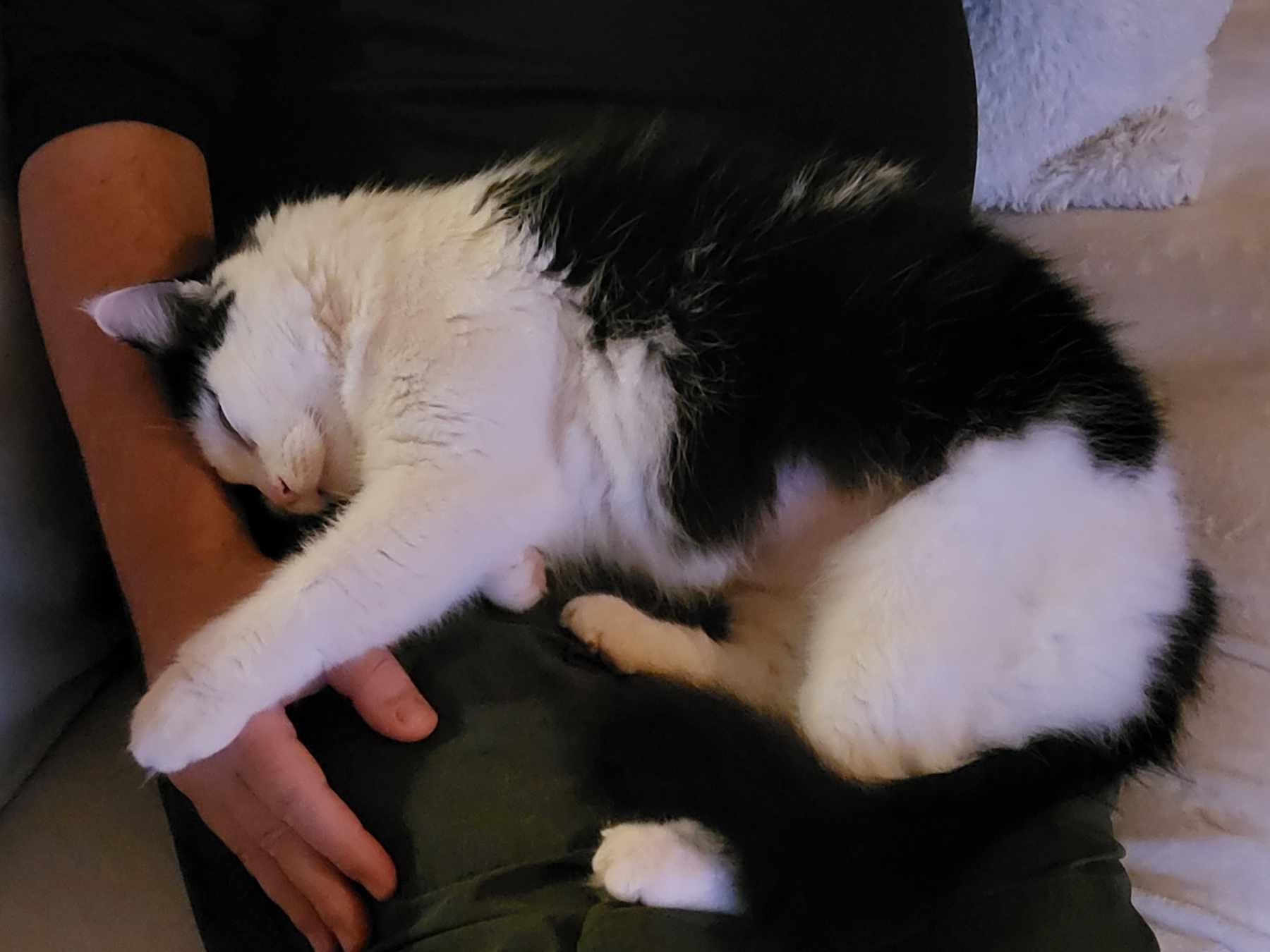 Enlarge Cleo (Cleopatra the Beauty Queen), a ADOPTABLE Domestic Medium Hair in Wilmington, NC image 4/6