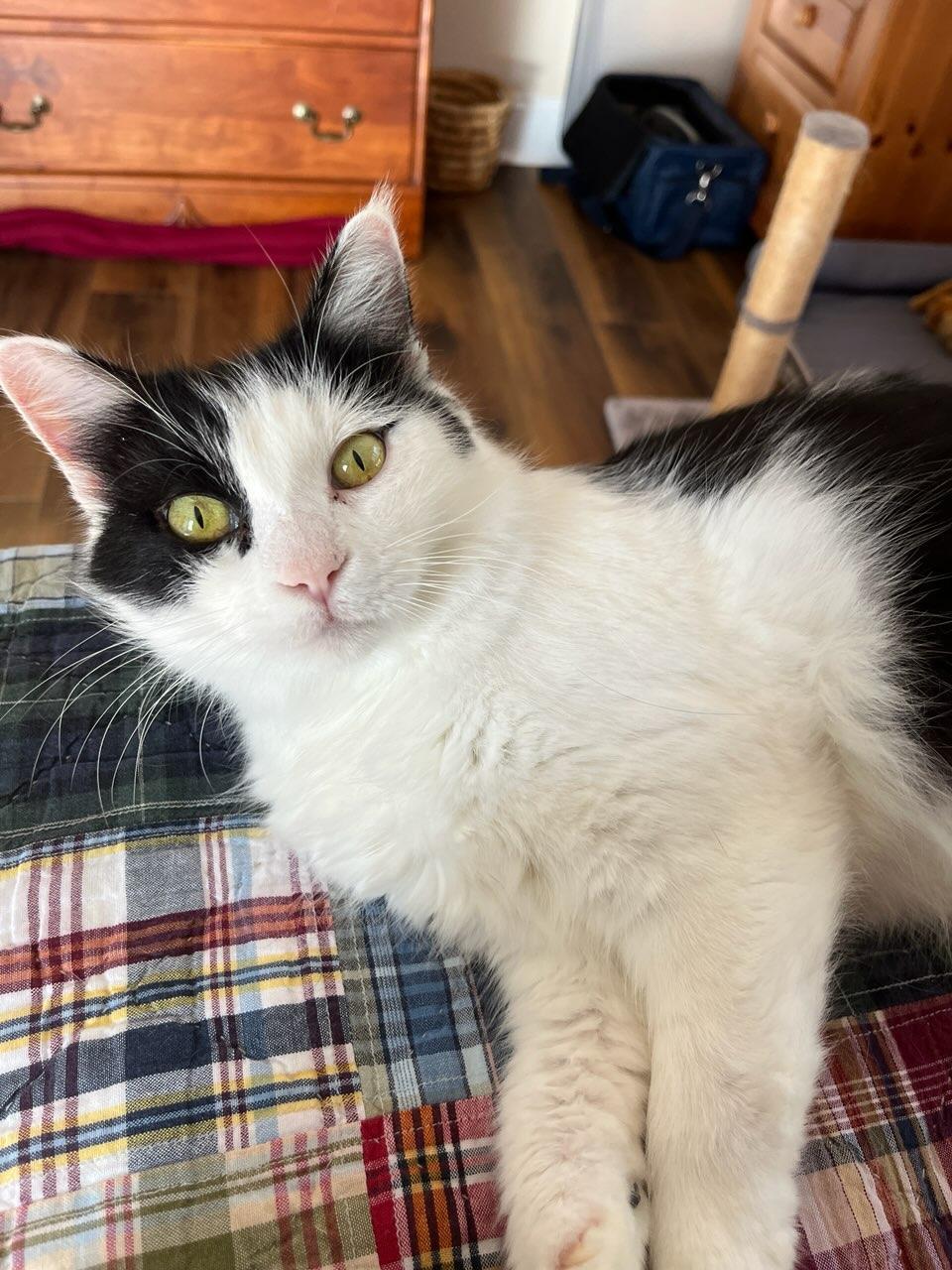 Enlarge Cleo (Cleopatra the Beauty Queen), a ADOPTABLE Domestic Medium Hair in Wilmington, NC image 1/6