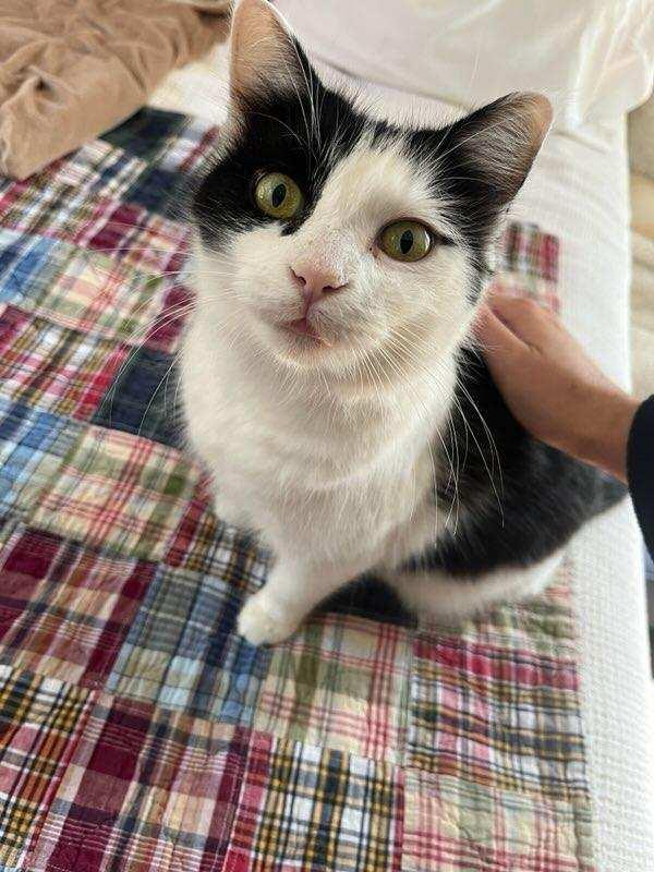 Enlarge Cleo (Cleopatra the Beauty Queen), a ADOPTABLE Domestic Medium Hair in Wilmington, NC image 3/6