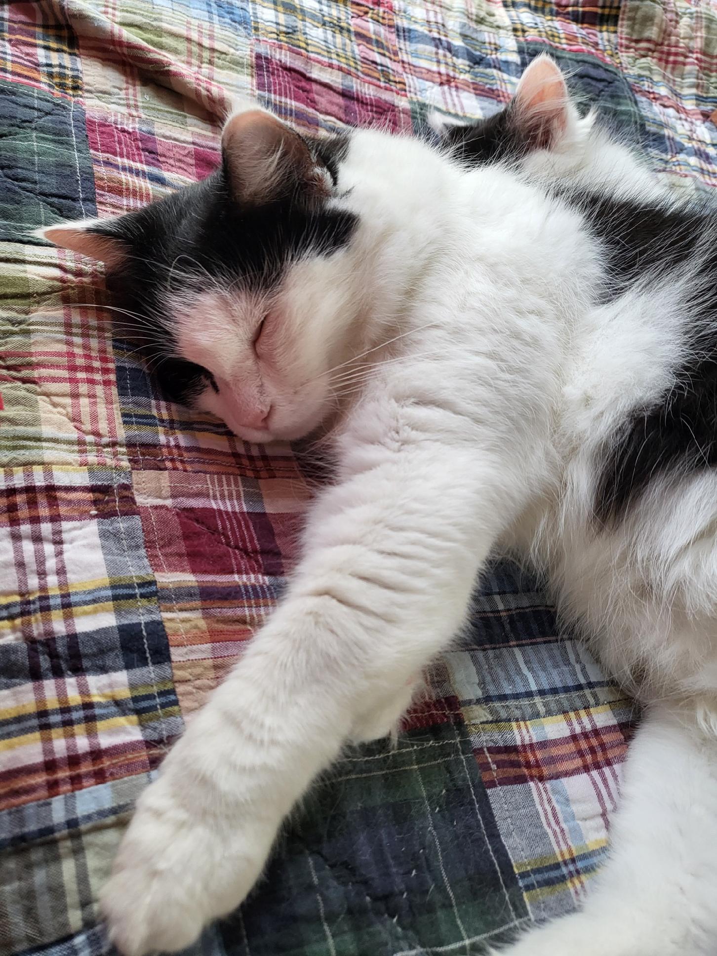 Enlarge Cleo (Cleopatra the Beauty Queen), a ADOPTABLE Domestic Medium Hair in Wilmington, NC image 4/6