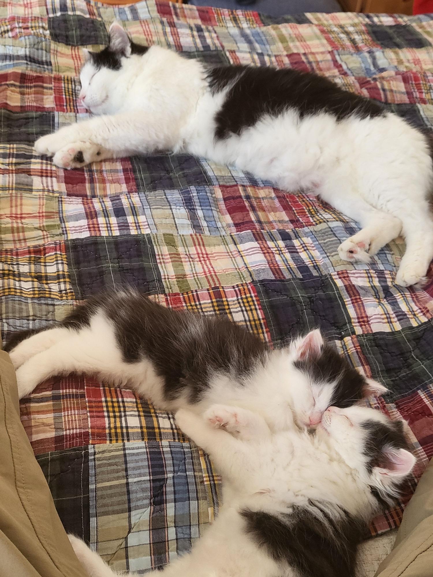 Enlarge Cleo (Cleopatra the Beauty Queen), a ADOPTABLE Domestic Medium Hair in Wilmington, NC image 5/6