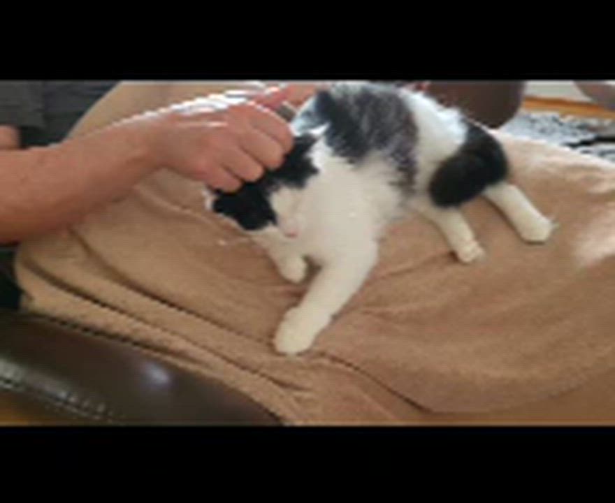 Enlarge Cleo (Cleopatra the Beauty Queen), a ADOPTABLE Domestic Medium Hair in Wilmington, NC video 5/6