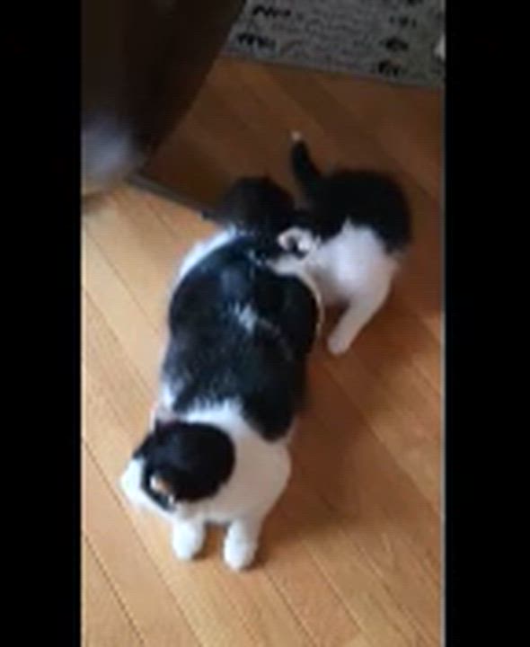 Enlarge Cleo (Cleopatra the Beauty Queen), a ADOPTABLE Domestic Medium Hair in Wilmington, NC video 6/6