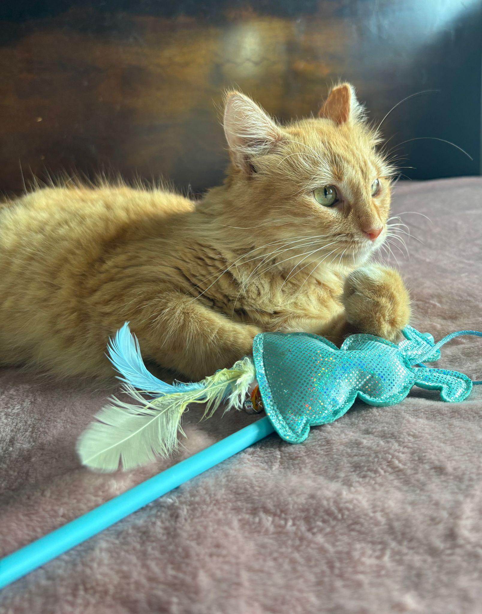 Marina, a Adoptable Domestic Medium Hair in Berlin, CT image 5/6