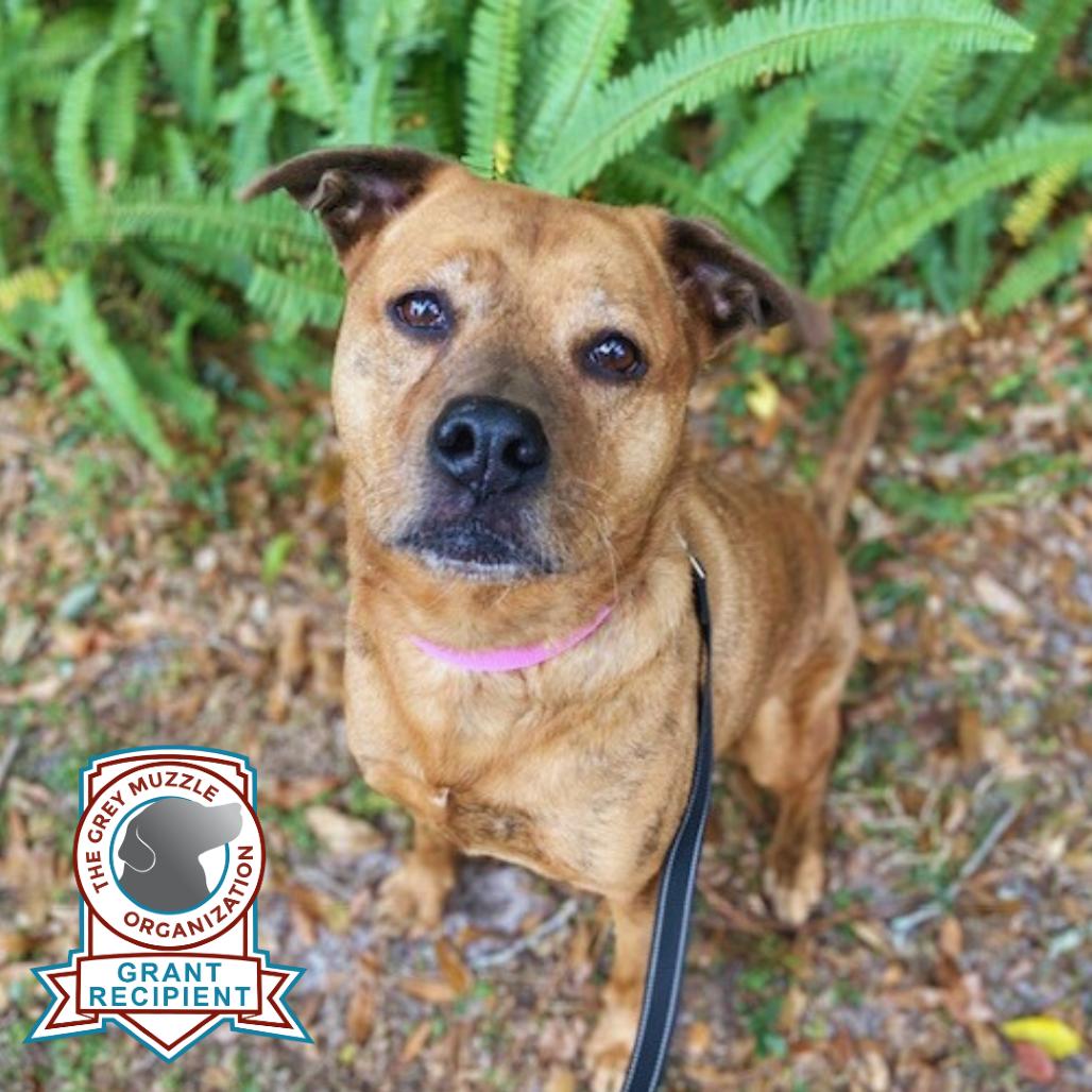 Nezzi, Adoptable, Senior Female Mixed Breed.