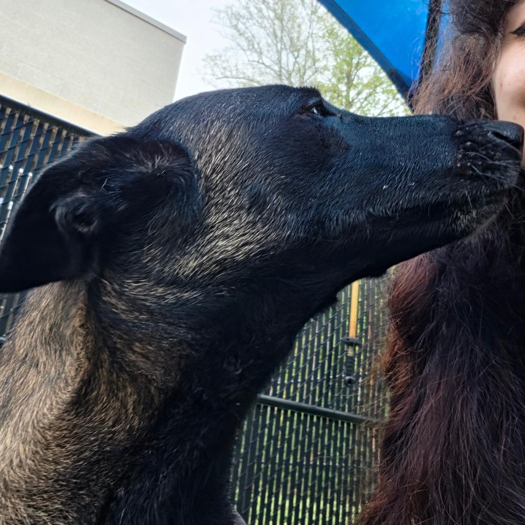Tonka Jahari, Adoptable, Adult Female Belgian Shepherd / Malinois.