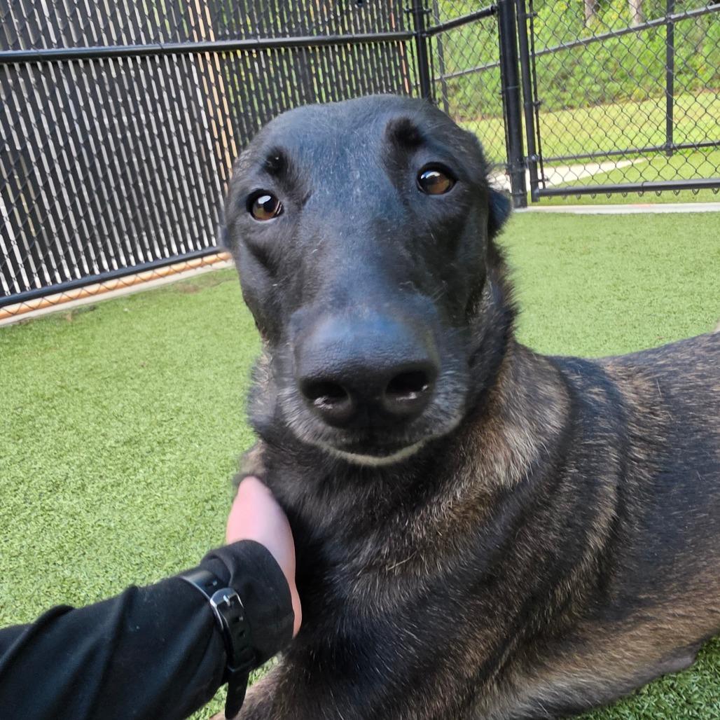 Enlarge Tonka Jahari, a Adoptable Belgian Shepherd / Malinois in Greensboro, NC image 2/6