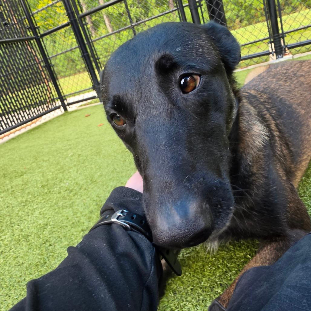 Enlarge Tonka Jahari, a Adoptable Belgian Shepherd / Malinois in Greensboro, NC image 3/6