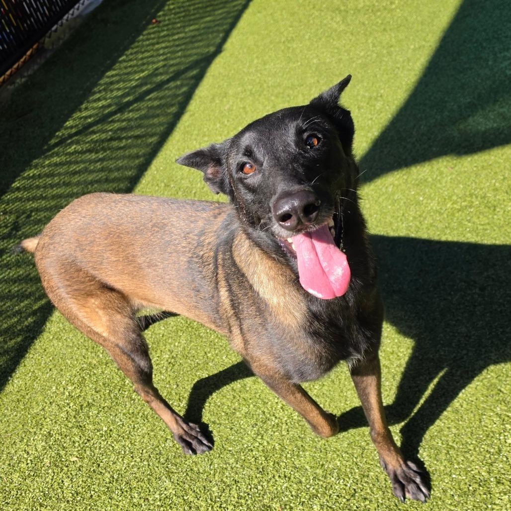 Enlarge Tonka Jahari, a Adoptable Belgian Shepherd / Malinois in Greensboro, NC image 4/6