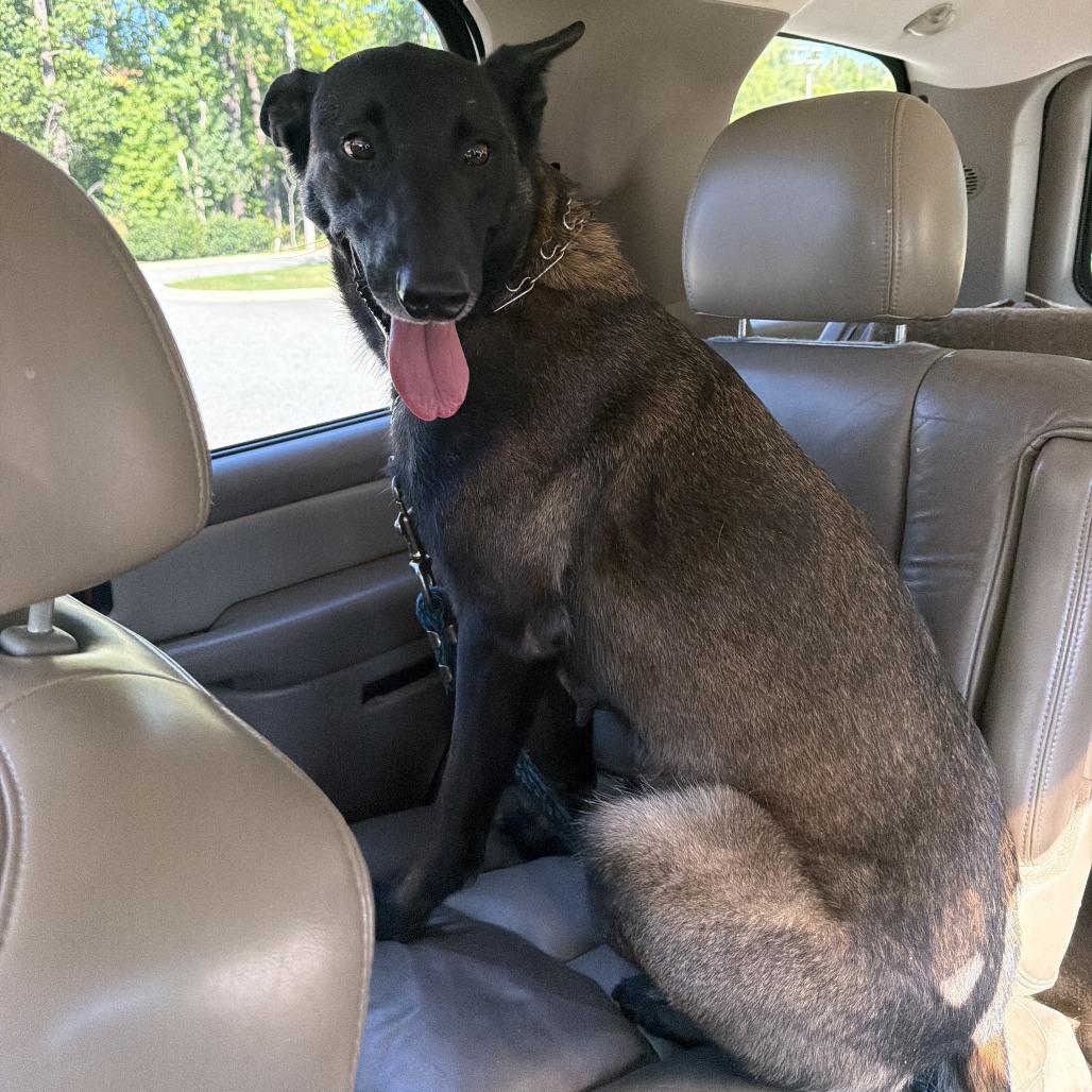 Enlarge Tonka Jahari, a Adoptable Belgian Shepherd / Malinois in Greensboro, NC image 5/6