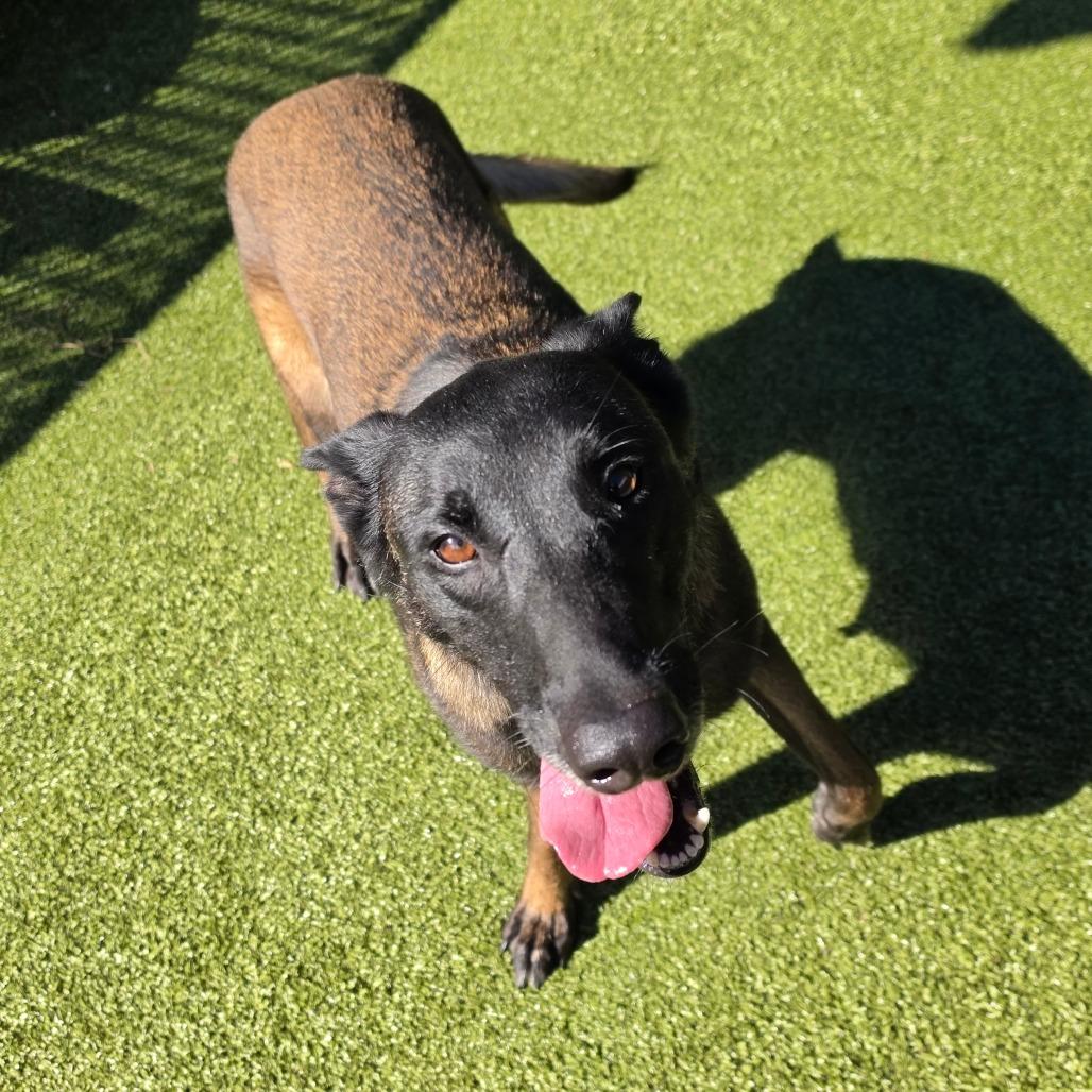 Enlarge Tonka Jahari, a Adoptable Belgian Shepherd / Malinois in Greensboro, NC image 6/6