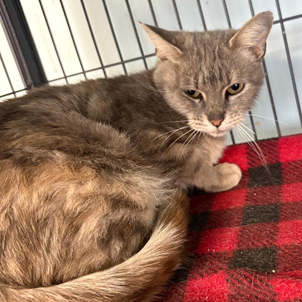 Mistletoe (25-13457), Adoptable, Adult Female Domestic Short Hair.