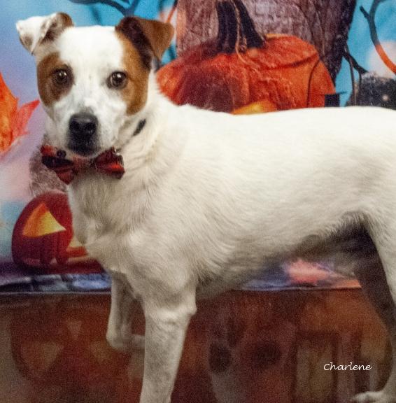 Indiana Bones or Indi, an adoptable Jack Russell Terrier in Newland, NC, 28657 | Photo Image 1