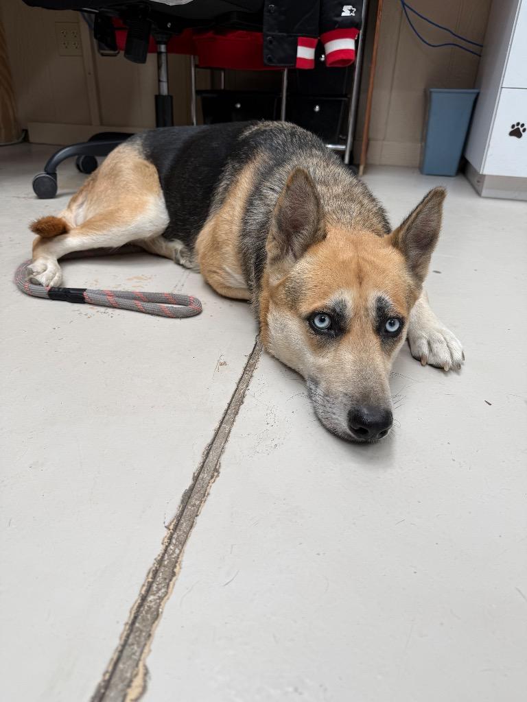 Flare, Adopted, Young Female German Shepherd Dog & Husky.