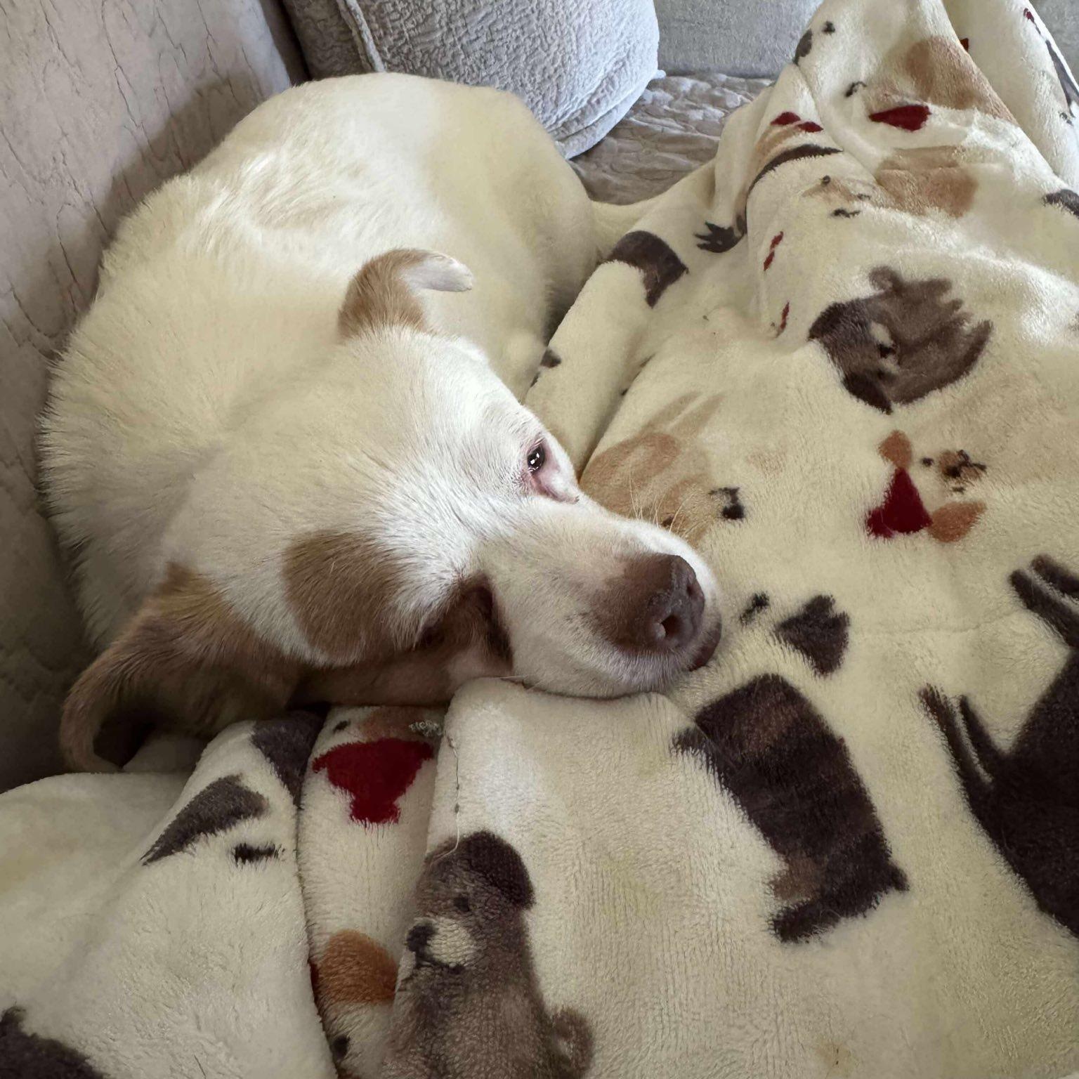 Enlarge Theo, a ADOPTABLE mixed breed in Woolwich, ME image 2/3