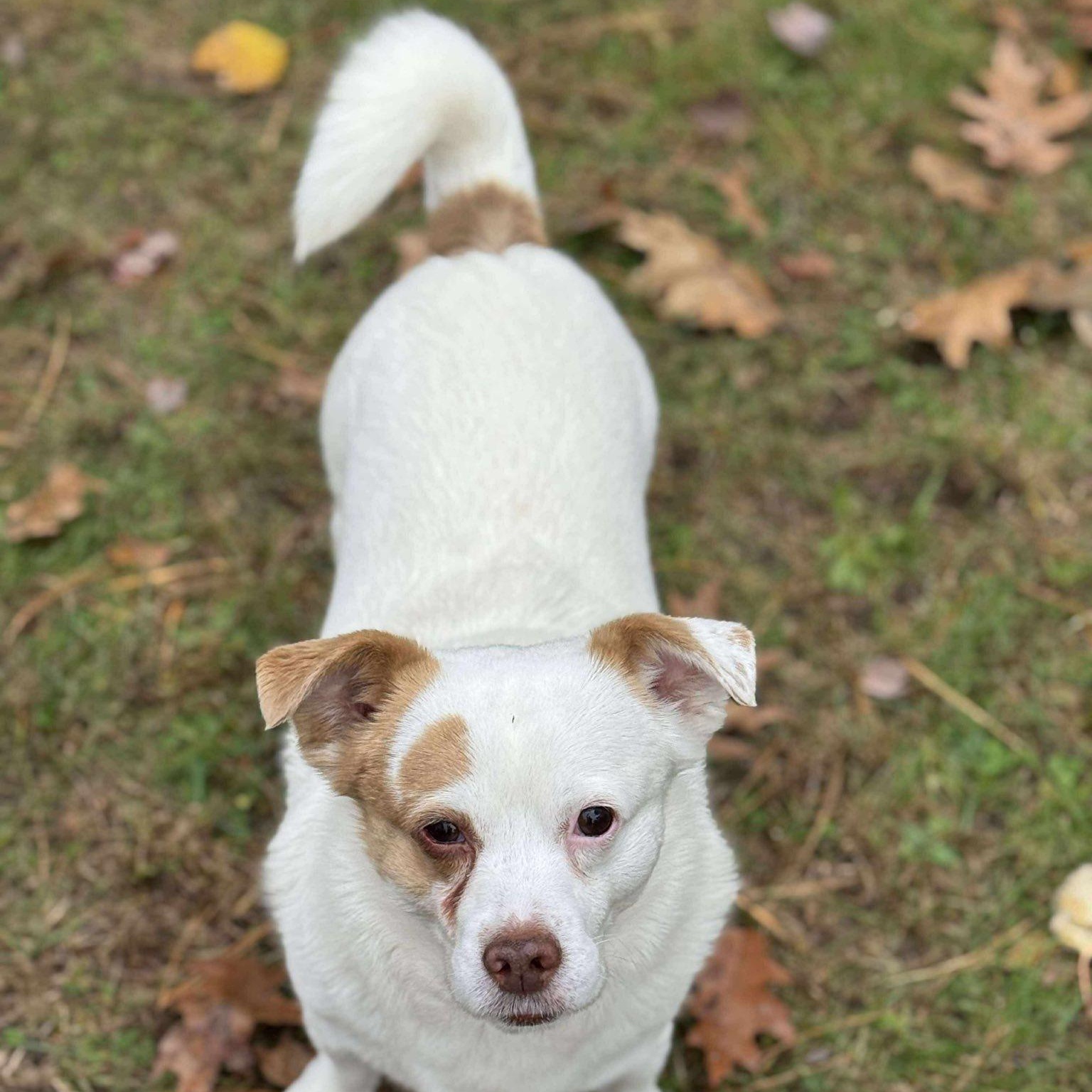 Enlarge Theo, a ADOPTABLE mixed breed in Woolwich, ME image 3/3