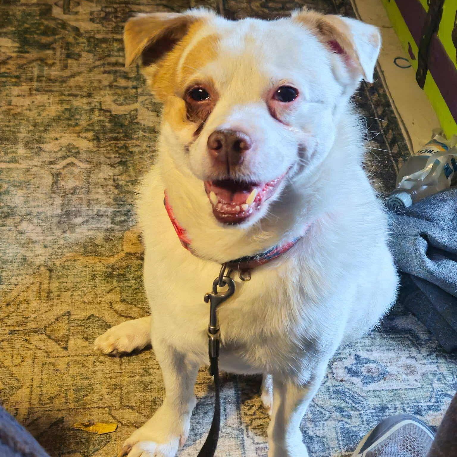 Enlarge Theo, a ADOPTABLE mixed breed in Woolwich, ME image 1/3