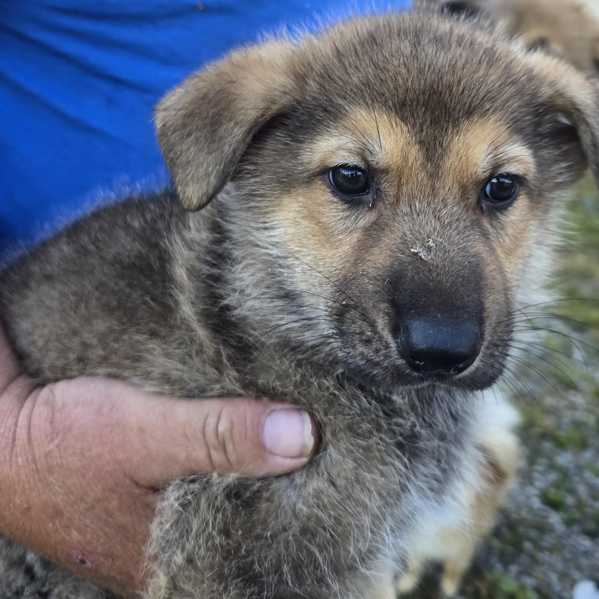Enlarge Ruger, an adopted German Shepherd Dog in Zaleski, OH image 1/2