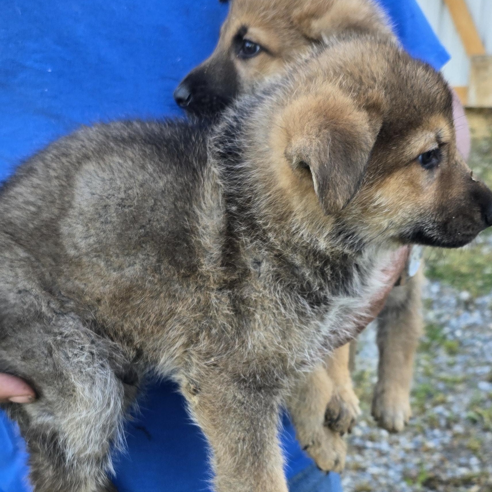 Enlarge Ruger, an adopted German Shepherd Dog in Zaleski, OH image 2/2