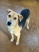 Eric, ADOPTABLE, Young Male Husky.