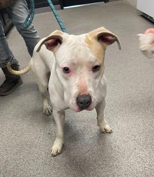 TIMBER, Adoptable, Young Female Pit Bull Terrier.