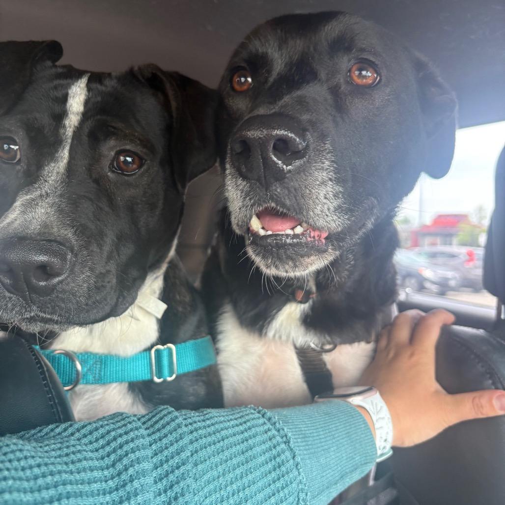 Jessy, Adoptable, Adult Female Labrador Retriever & Mixed Breed.