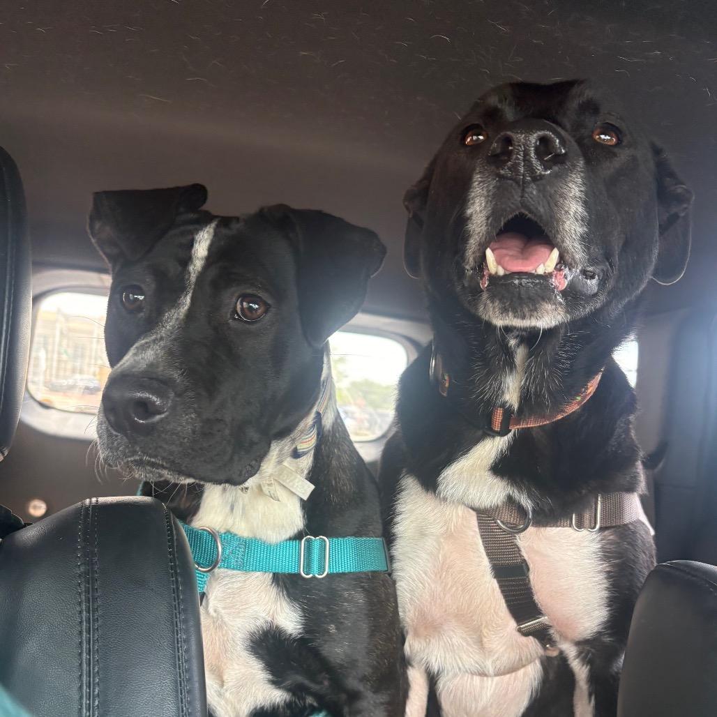 Enlarge Jessy, a Adoptable mixed breed in Fairfax, VA image 2/6