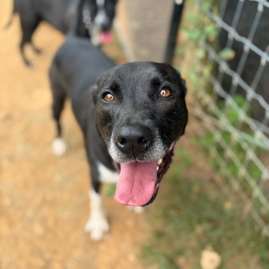 Enlarge Jessy, a Adoptable mixed breed in Fairfax, VA image 4/6