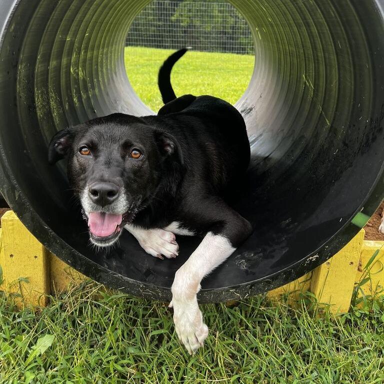 Enlarge Jessy, a Adoptable mixed breed in Fairfax, VA image 5/6