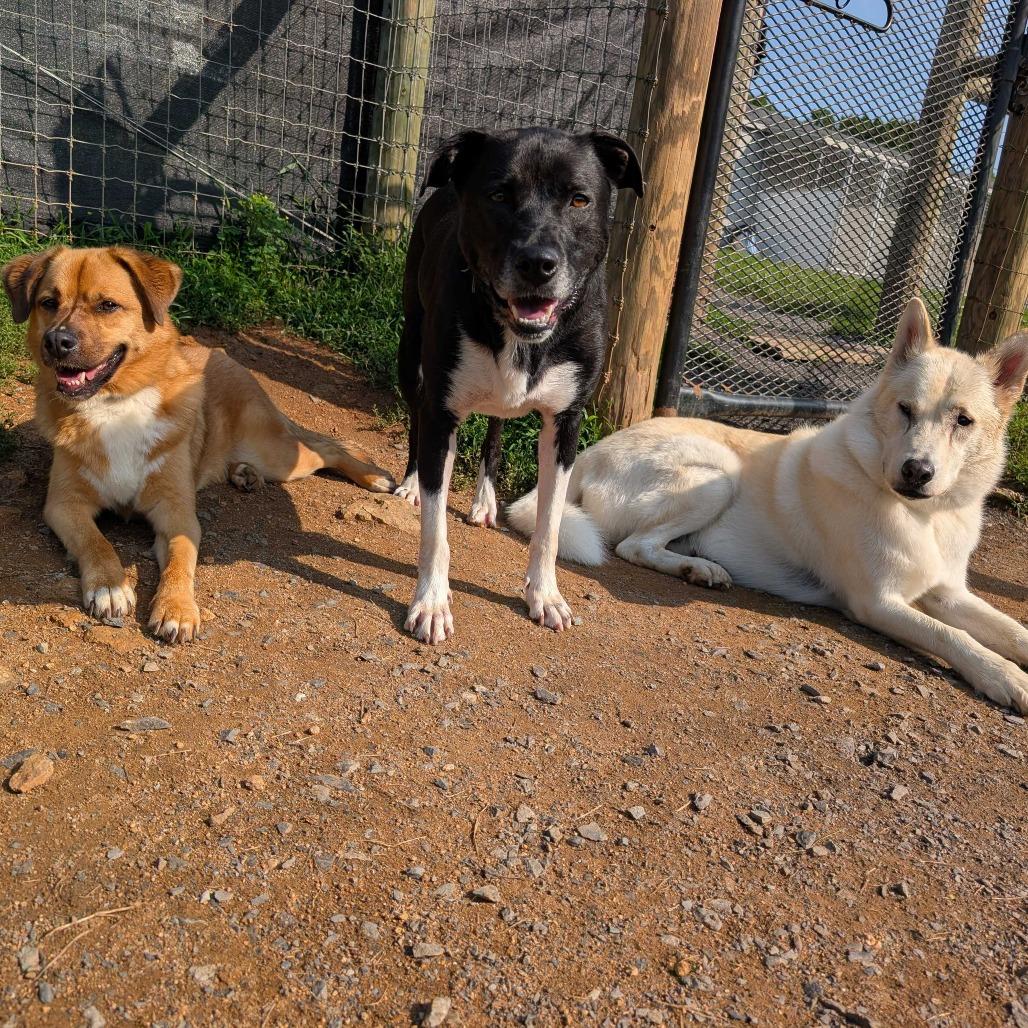Enlarge Jessy, a Adoptable mixed breed in Fairfax, VA image 6/6