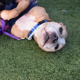 Arthur, Adoptable, Senior Male Boxer.